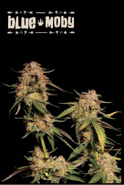 Humboldt x Seedstockers Blue Moby Reg. - Seedstockers