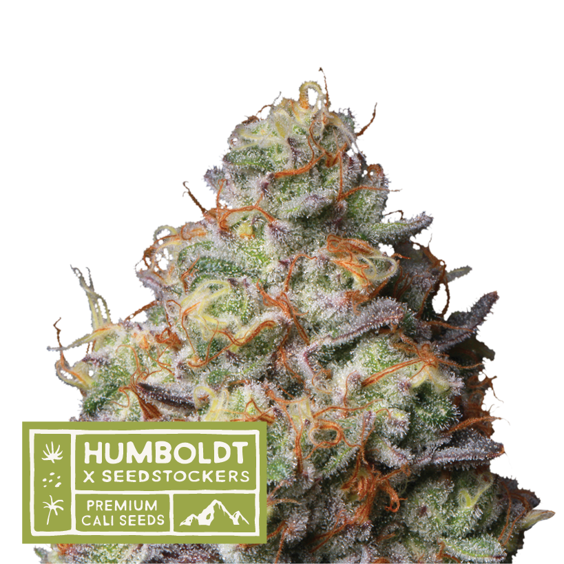 Humboldt x Seedstockers Panty Punch Reg. - Seedstockers