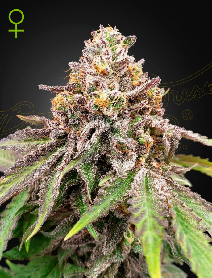 Blue Haze x Gelato #41 Auto - Green House Seeds