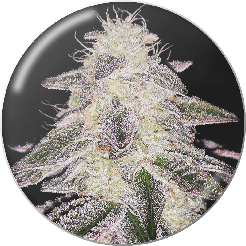 Medical Runntz - Medical Seeds