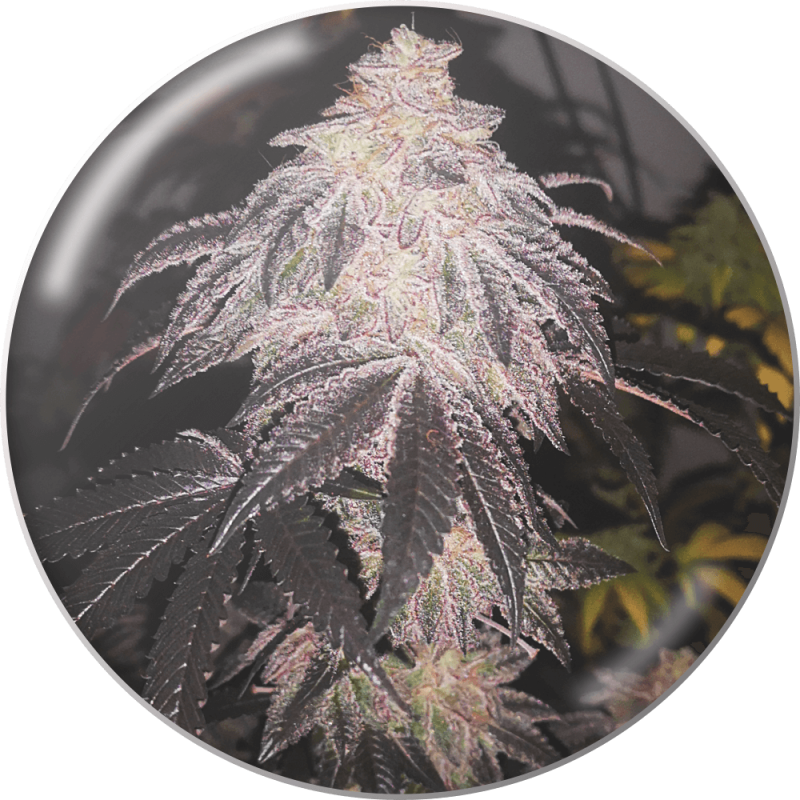 Cookies Sherbert Auto - Medical Seeds