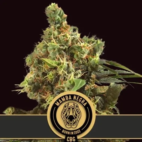 Mamba Negra CBG - BlimBurn Seeds