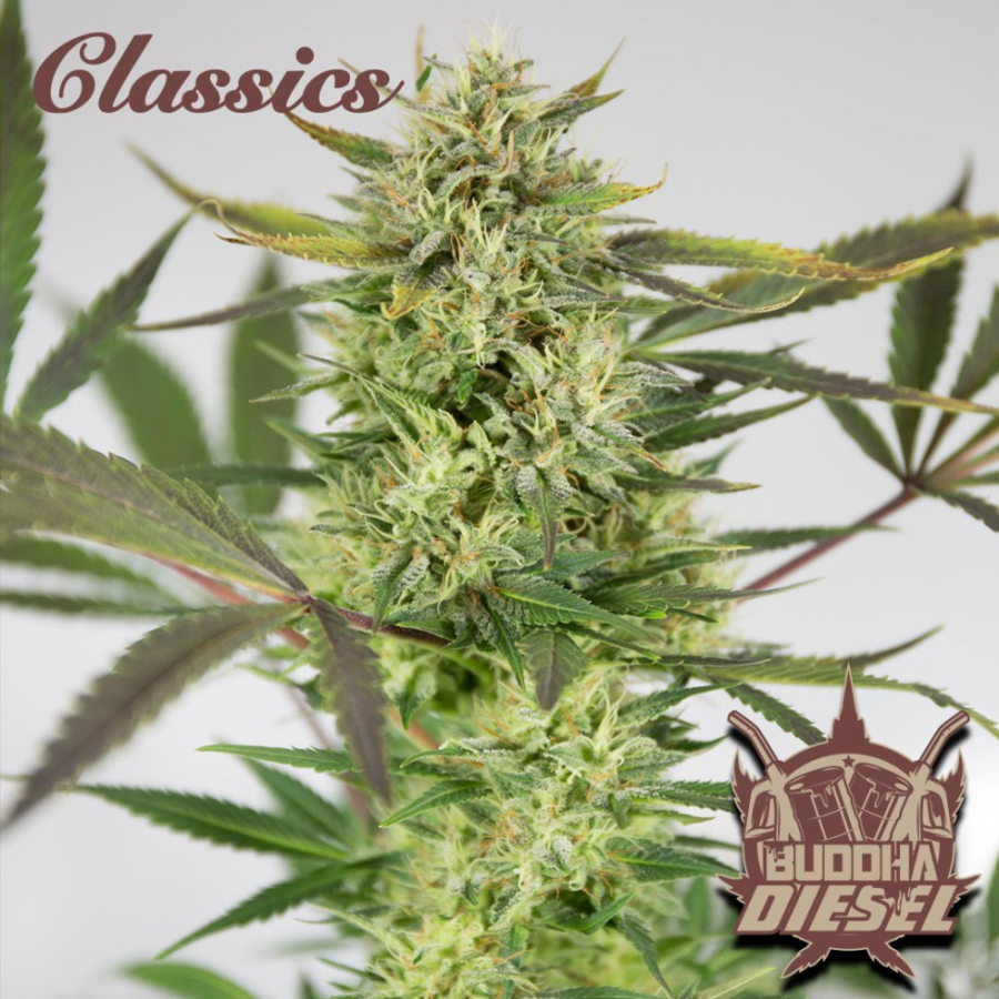 Diesel - Buddha Seeds