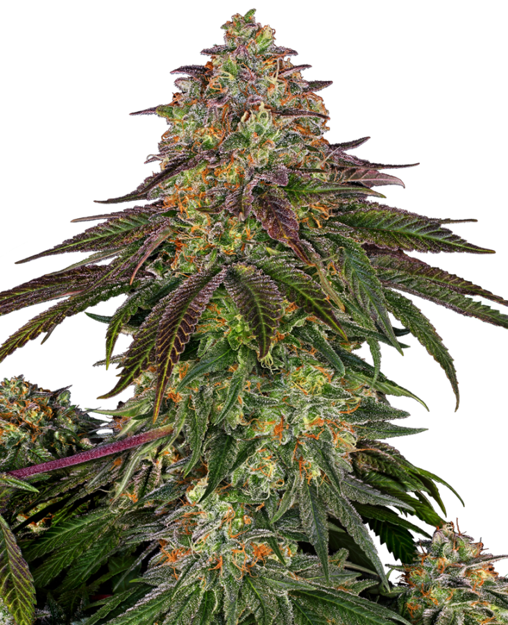 Sweet Cherry Kush - Sensi Seeds