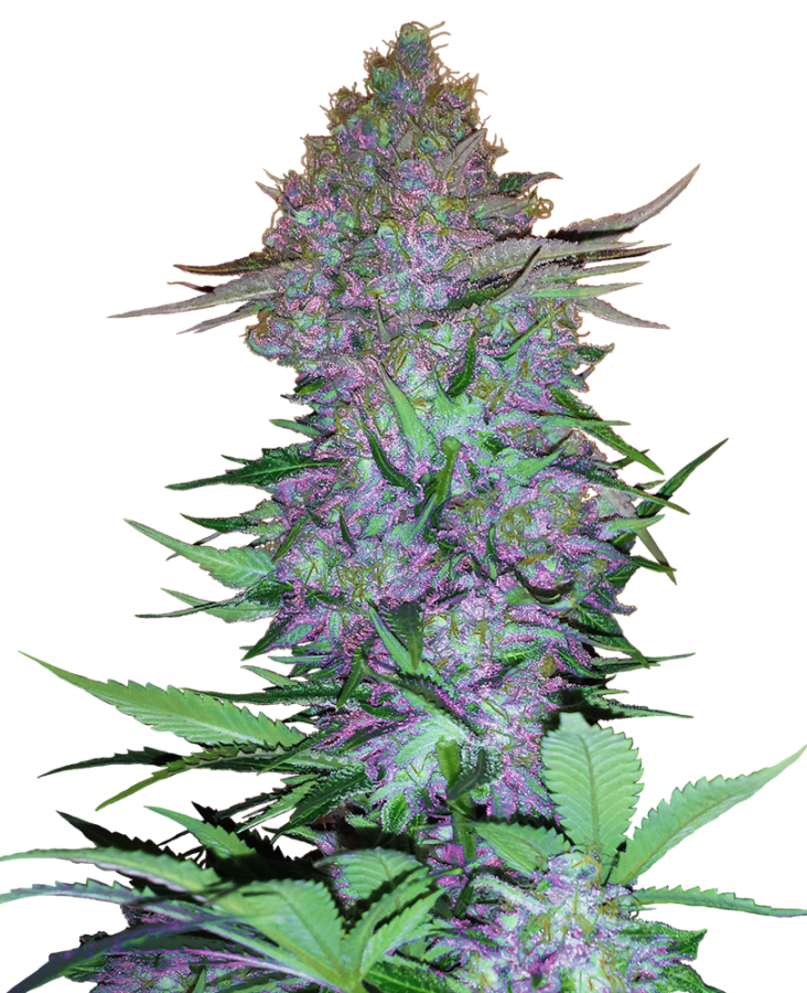 Purple Skunk Auto - Sensi Seeds