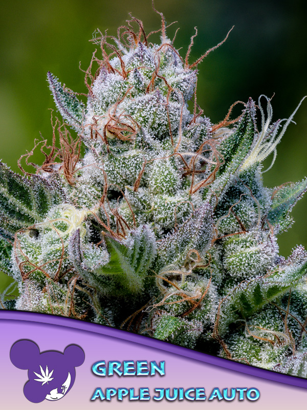 Green Apple Juice Auto - Anesia Seeds