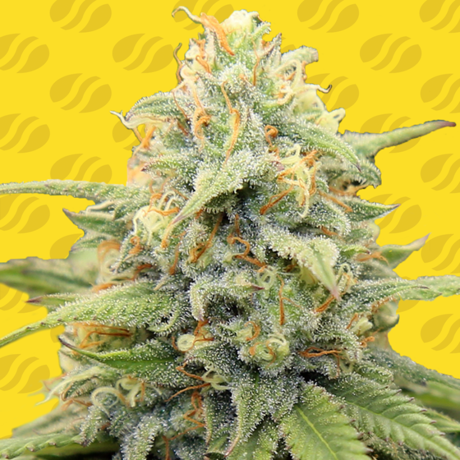 Apple Fritter Auto - Original Sensible seeds