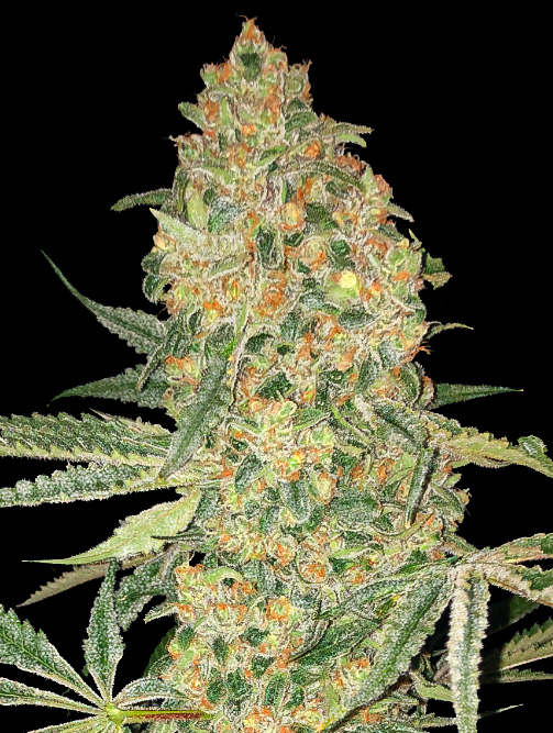 Bruce Banner - Advanced Seeds