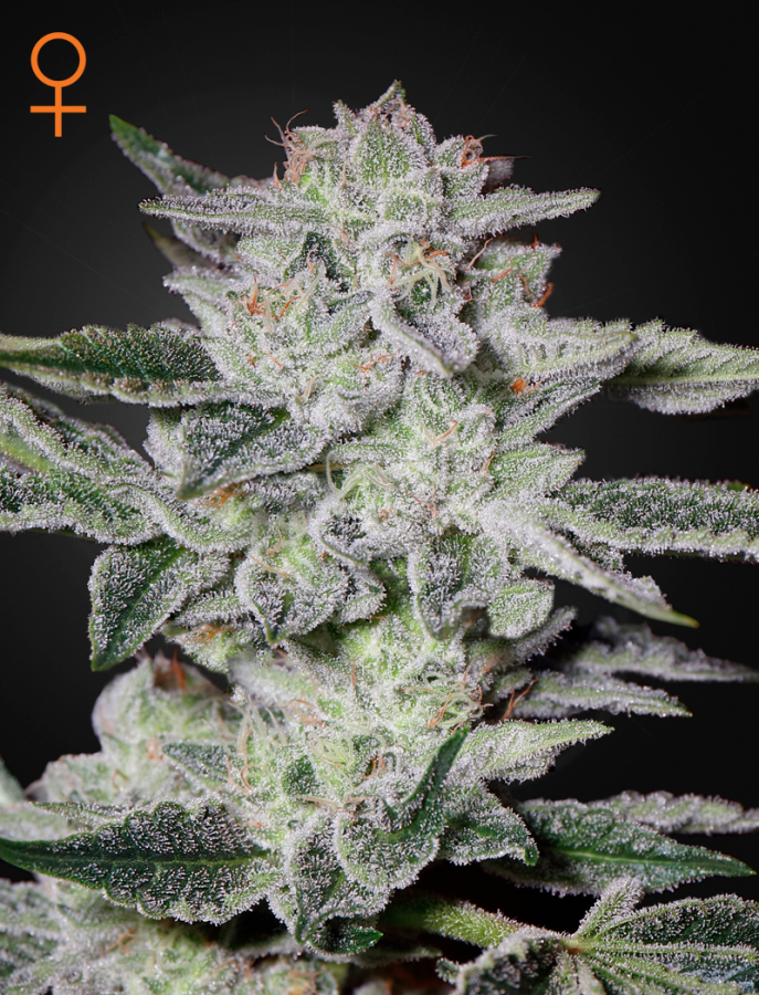 Sweet Valley Kush - Green House Seeds