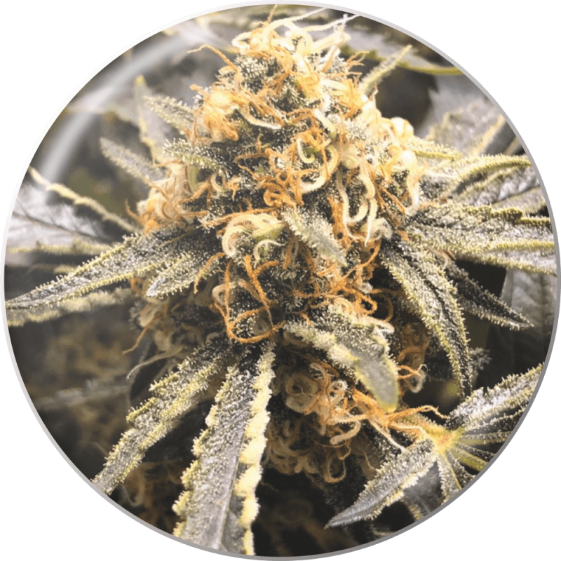 Recovery CBD - Medical Seeds