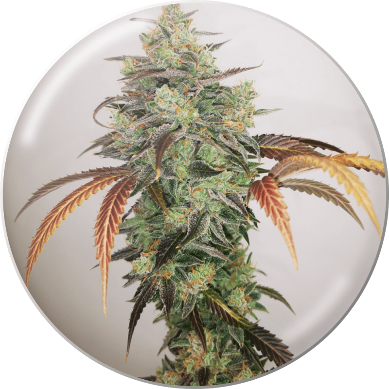 Y Griega CBD 2.0 - Medical Seeds