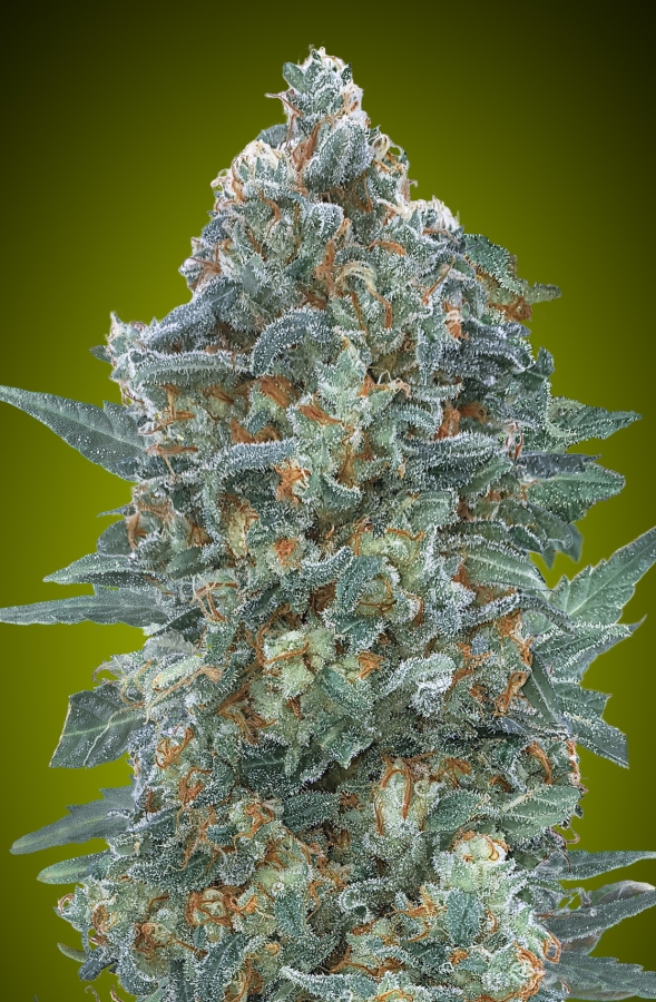 Auto Critical Lemon CBD - Advanced Seeds