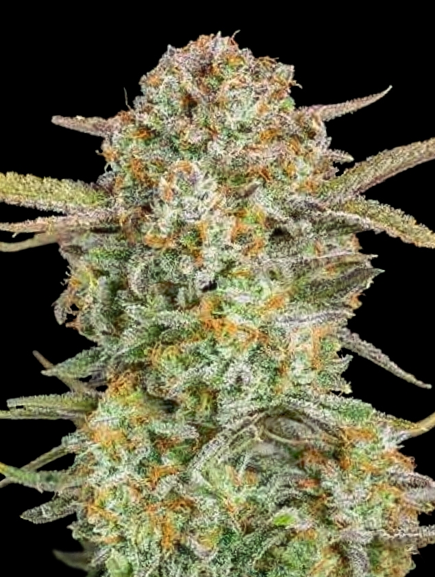 Auto Bruce Banner XXL - Advanced Seeds