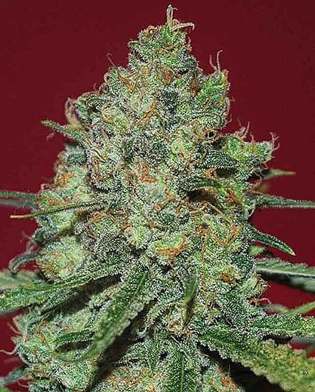 Clinical White CBD - Expert Seeds