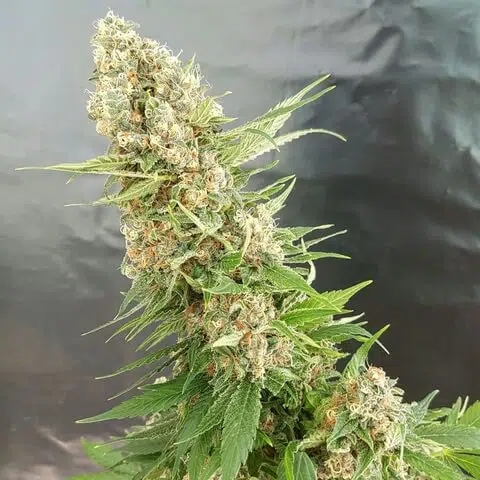 Expert Haze - Expert Seeds