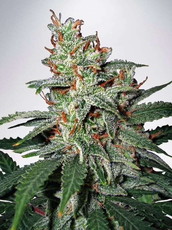 Mars Mellow - Ministry of Cannabis Seeds