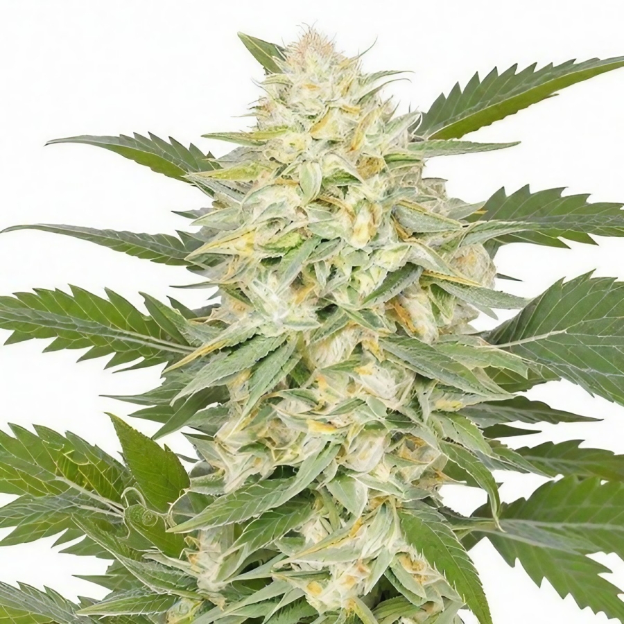 GG-48 - Nirvana Seeds