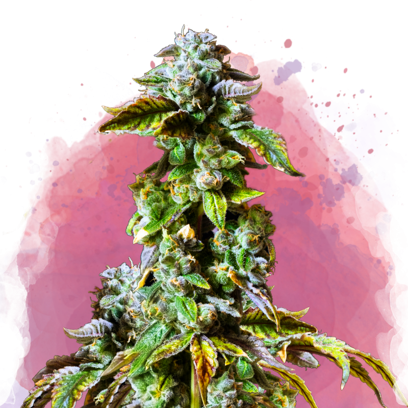 Durban Poison Reg. - Nirvana Seeds