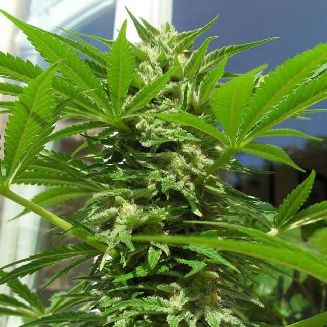 Top-44 Reg. - Nirvana Seeds