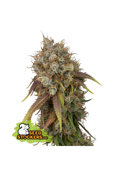 Black Rainbow - SeedStockers