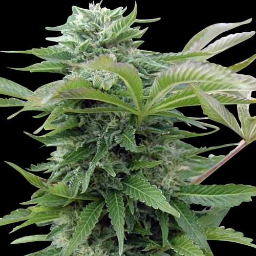 Afghan Reg. - Spliff Seeds