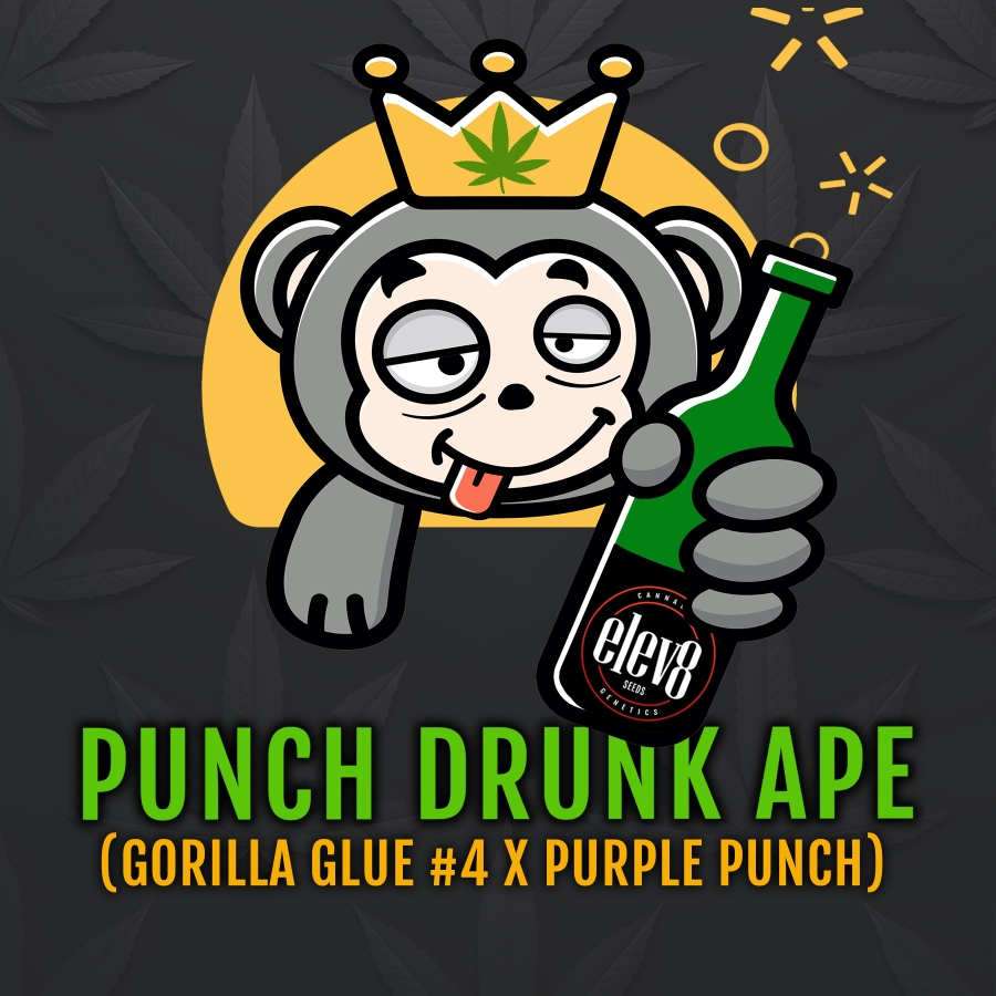 Punch Drunk Ape - ELEV8 Seeds