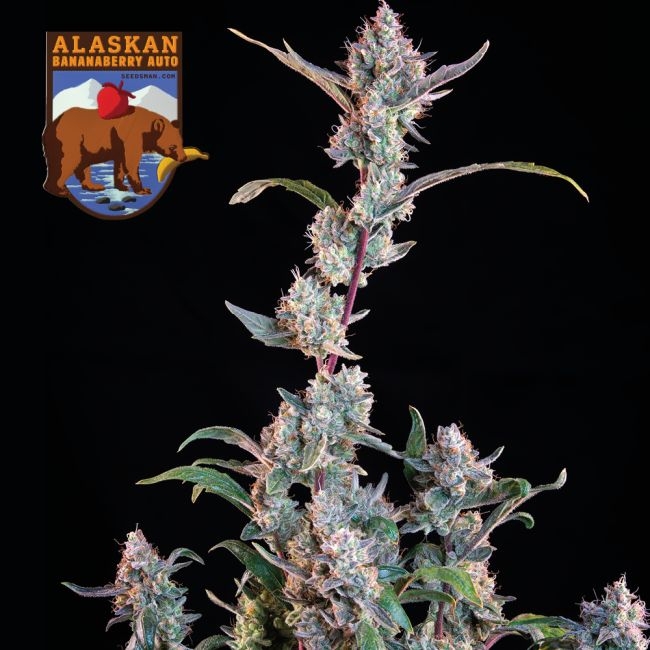 Alaskan Bananaberry Auto - Seedsman