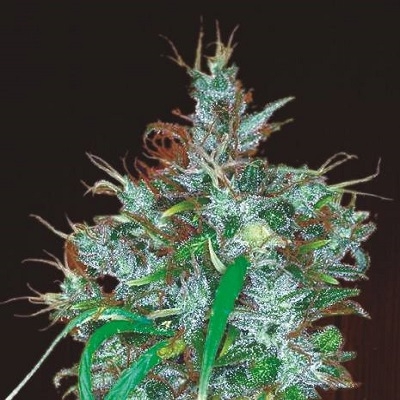 Panama Haze Reg. - ACE Seeds