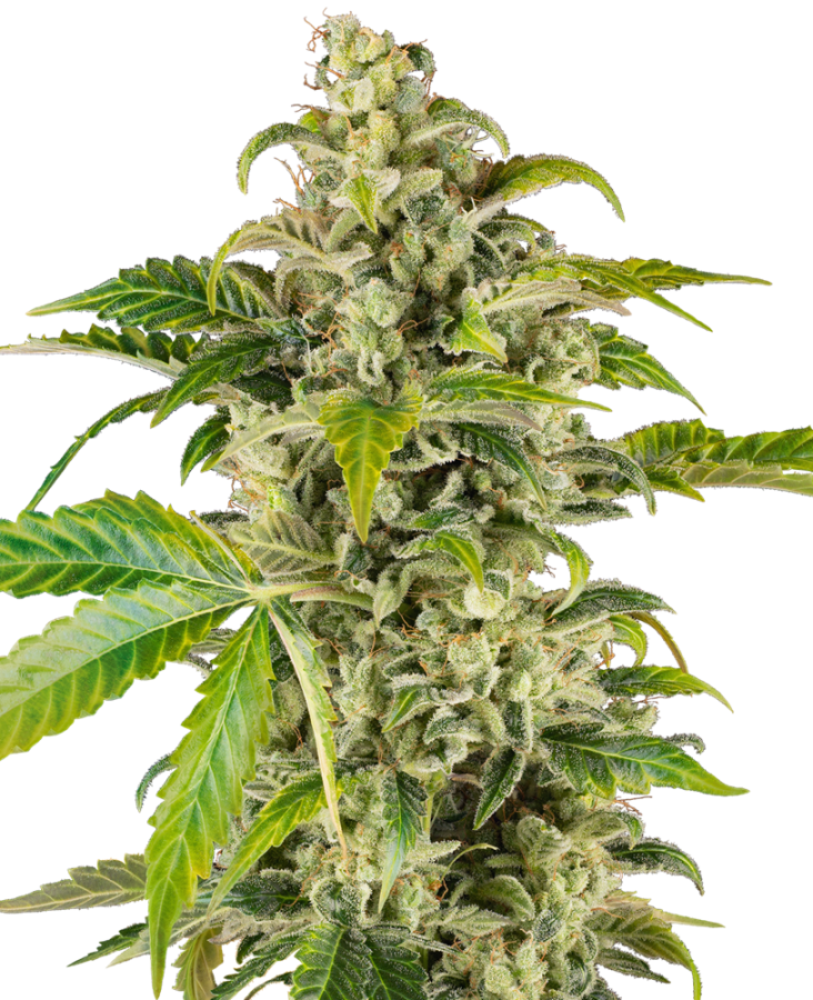 Sweet & Sour Cream Auto - Sensi Seeds