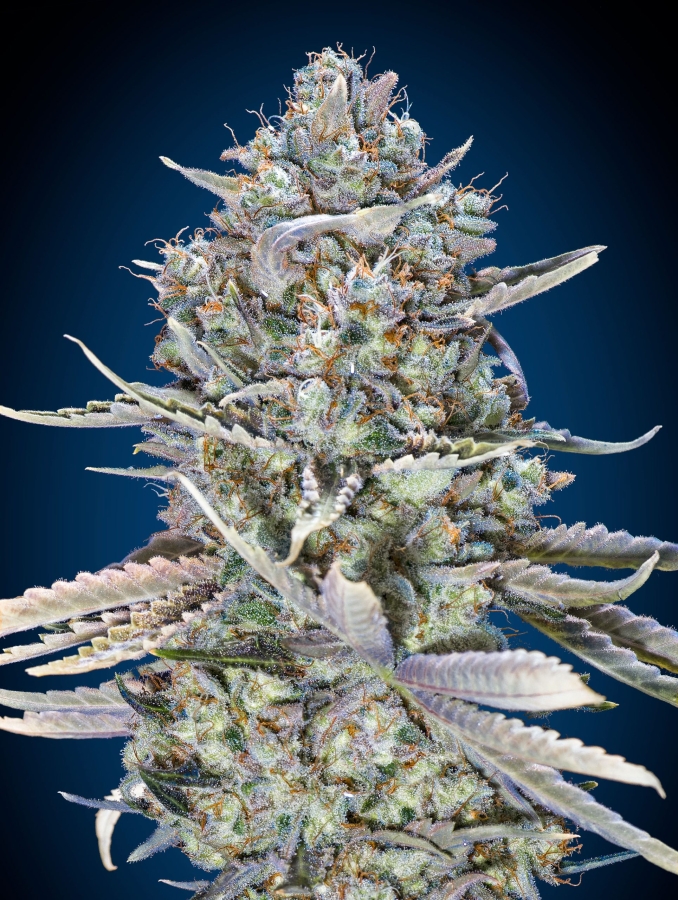 Blue Dream Fast - 00 Seeds