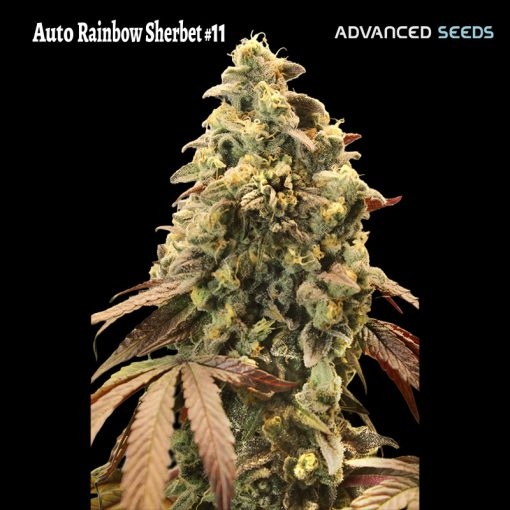 Auto Rainbow Sherbet #11 - Advanced Seeds