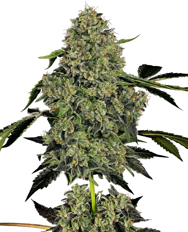 American Line OG Kush Auto - White Label Seeds