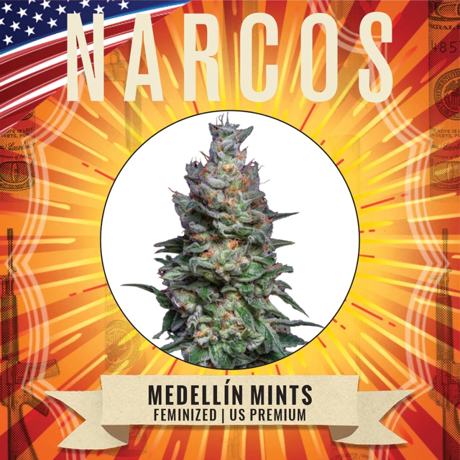 Medellín Mints - Narcos Seeds