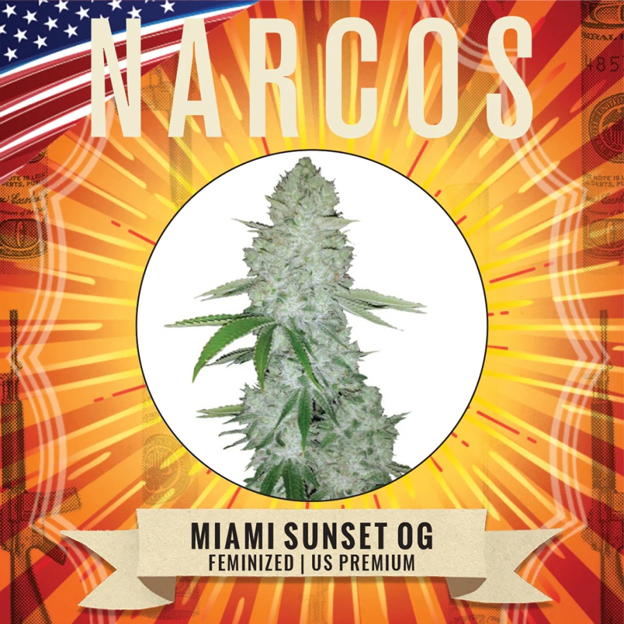 Miami Sunset OG - Narcos Seeds