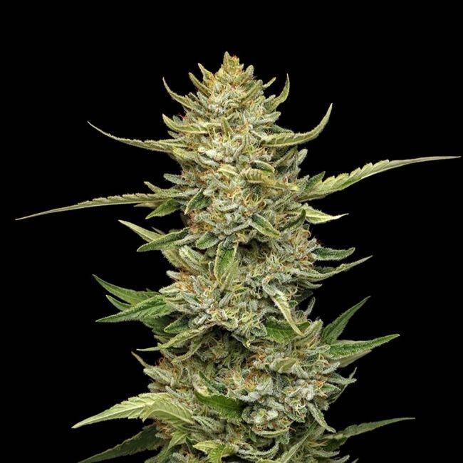 Sour Diesel Auto - Seedsman