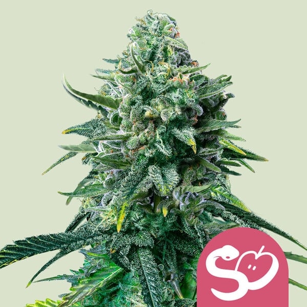 Forbidden Fruit - Royal Queen Seeds