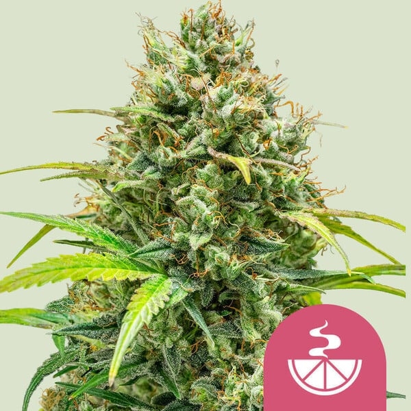 Lemon Skunk - Royal Queen Seeds