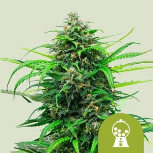 Pink Runtz Auto- Royal Queen Seeds