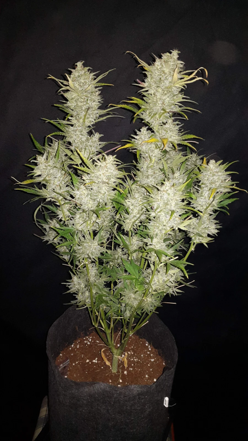 Sour Diesel Auto (Original) - FastBuds Seeds