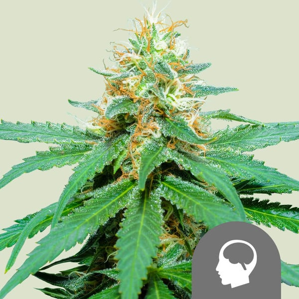 Amnesia Haze regulär - Royal Queen Seeds