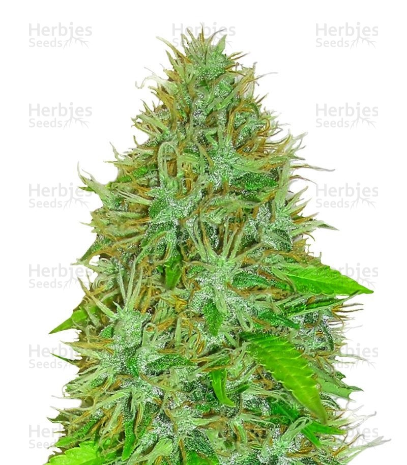 2 Fast & 2 Vast Auto (Heavyweight Seeds) Cannabis-Samen