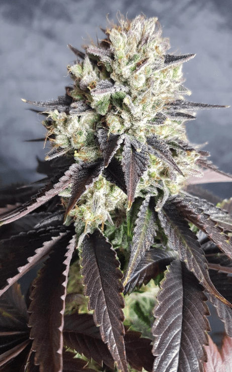 The Runtz - BSB Genetics