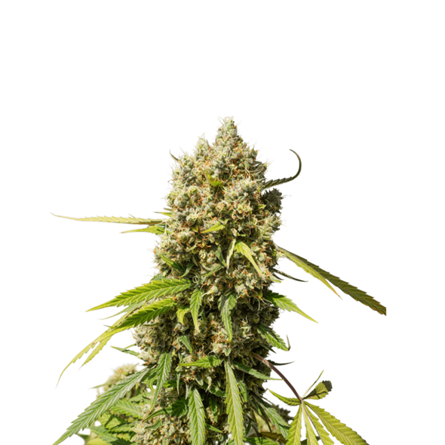 Auto Elephant - Super Sativa Seed Club