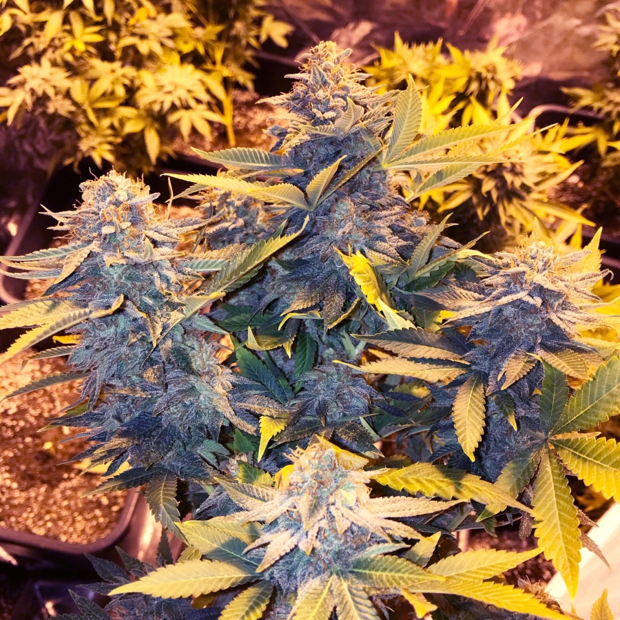 Somango Pineapple - Soma Sacred Seeds NL