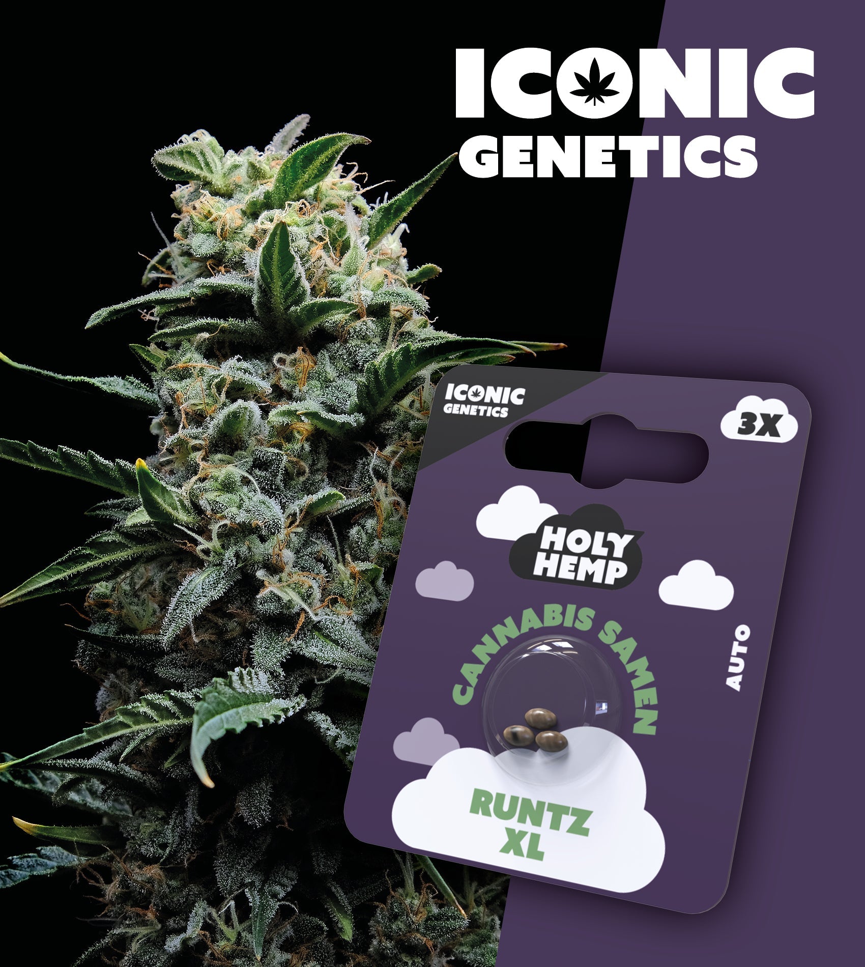 Runtz XL - Iconic Seeds