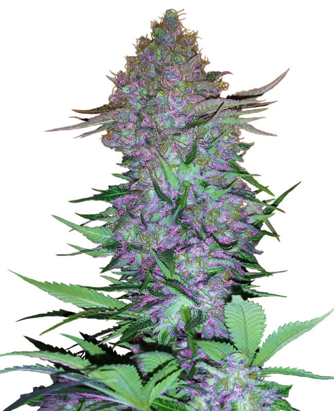 Purple Skunk Automatic Hanfsamen, 3 Samen