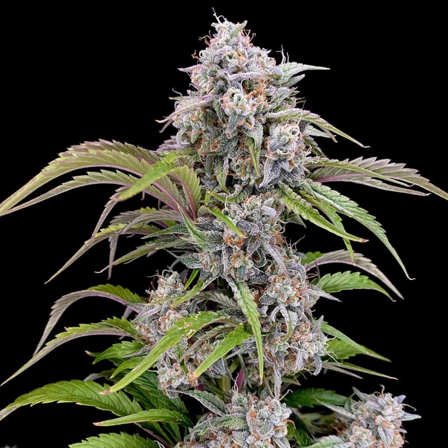 Amulet OG Auto - Night Owl Seeds