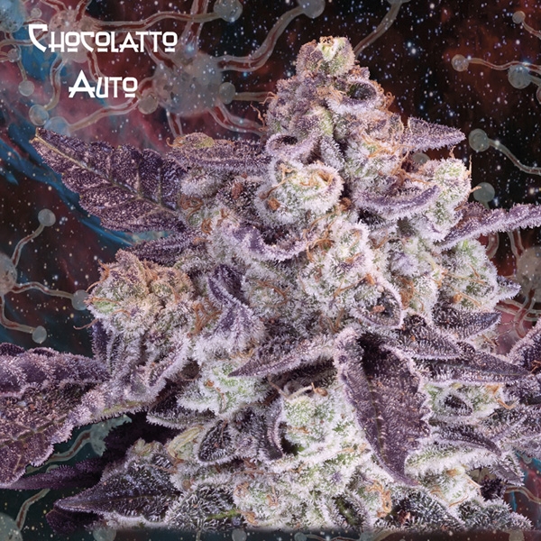 Auto Chocolatto - Nemeseeds