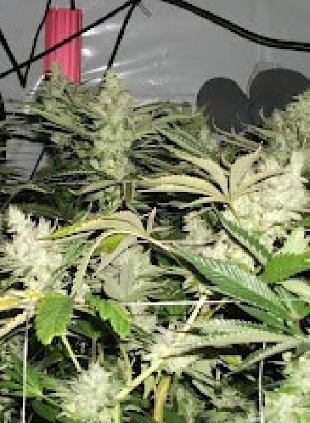 BC Rockstar Reg. - BC Bud Depot