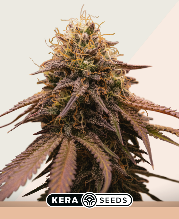 Cherry Grapefruit - Kera Seeds